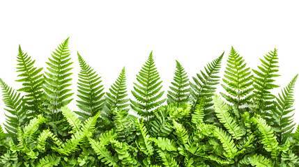 Vibrant Green Fern Leaves Forming a Natural Backdrop in Lush Woodland