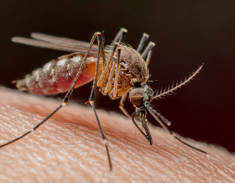 Aedes mosquito biting and causing disease