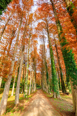Fototapeta premium 秋のメタセコイア並木 メタセの杜 福岡県築上町 Autumn Metasequoia Fukuoka Pref, Chikujo Town