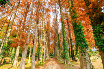 秋のメタセコイア並木　メタセの杜　福岡県築上町　Autumn Metasequoia Fukuoka Pref, Chikujo Town