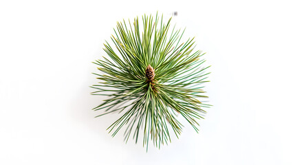 Overhead shot of a young pine tree with a small cone in the center, isolated on a white background.  Its needles radiate outwards creating a natural, symmetrical design.