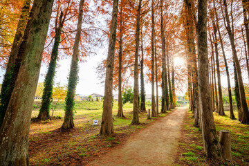 Fototapeta premium 秋のメタセコイア並木 メタセの杜 福岡県築上町 Autumn Metasequoia Fukuoka Pref, Chikujo Town