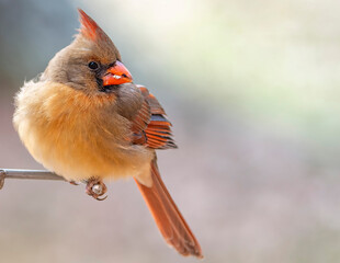 Female Cardinal Perched