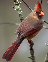 Female Cardinal Perched