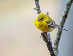 Gold Finch Perched