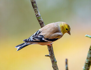 Gold Finch Perched