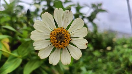 Fototapeta premium bee on a flower