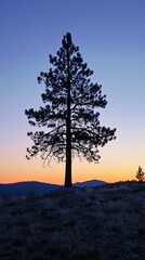 Obraz premium Majestic Silhouette of Pine Tree Against Vibrant Sunset Sky