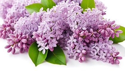Fototapeta premium Beautiful lilac blossoms with vibrant green leaves