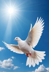 Obraz premium White Dove Soaring Through A Sunny Blue Sky