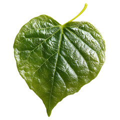 Obraz premium A Single Green Leaf with Delicate Veins Isolated on a Transparent Background