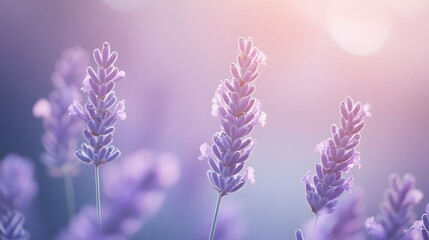 Fototapeta premium Soft pastel lavender gradient color background