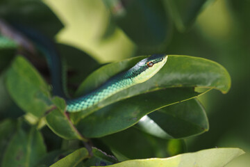 Green snake on tree branch. 