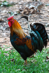 Colorful Rooster