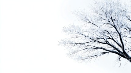 A snowcovered tree with intricate frost patterns, highdetail macro shot, artistic winter photography, isolated on white background