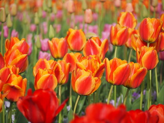 チューリップ　アペルドンエリート