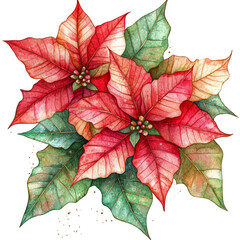 Vibrant poinsettia flowers indoor garden botanical illustration festive atmosphere close-up view holiday spirit