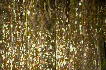 Wood aged and rusted from exposure to sun and rain. The wood shows signs of chipped aging.  wood showing its rough textures and aged patterns, rustic.vintage charm.