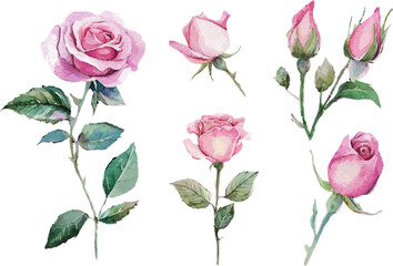 pink roses seamless pattern