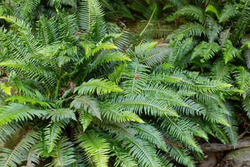 Detail of Fishbone waterfern(Lomaria nuda) Tasmania forest