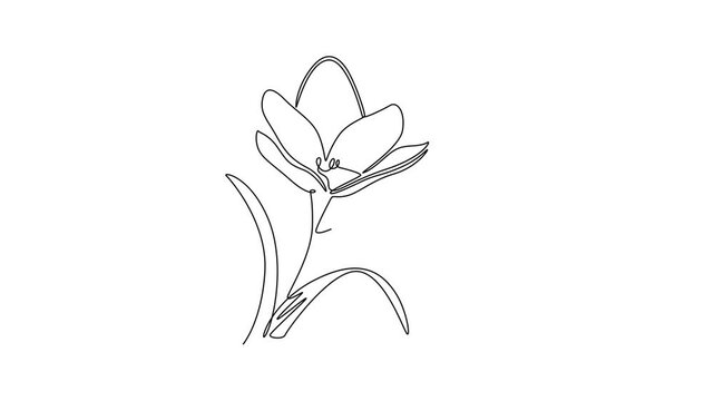 Self drawing animation of single line draw beauty fresh freesia for home wall decor art poster print. Decorative herbaceous flower concept for floral card frame. Continuous line. Full length animated