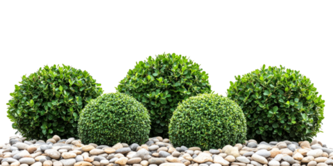 Collection of well-trimmed ornamental shrubs and topiary