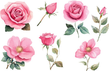 set of pink roses