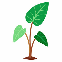 new taro plant vector icon on white background