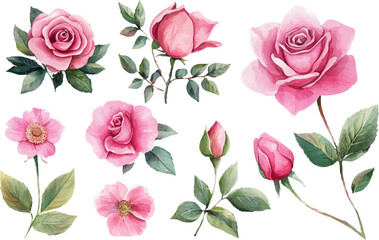 pattern with pink roses