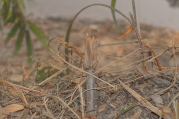 Close-up of a Broken Bamboo Stem in a Natural Setting