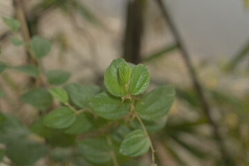 Close-Up of Thorny Plum Plant Branch with Green Leaves