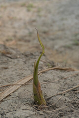 Emerging Young Banana Tree Sprout from Soil
