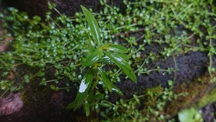 Plants after rain