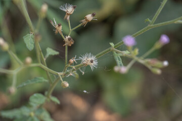 Close-Up of Wildflower Seeds and Buds on a Delicate Stem