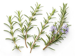 Fototapeta premium grass. rosemary, plant, leaf, isolated, herb, branch, nature, food, white, spice, leaves, tree, bamboo, ingredient, fresh, twig, grass, herbal, close-up, freshness, dill, cooking, vegetable, growth, h