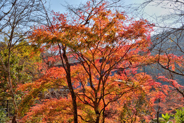 鞍馬寺の紅葉