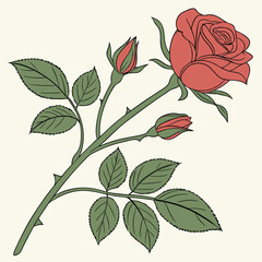 This is a beautiful rose flower