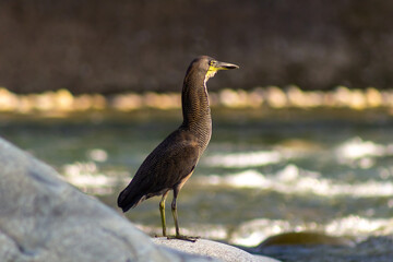 Black heron on the rocks by the river in the spring in Venezuela