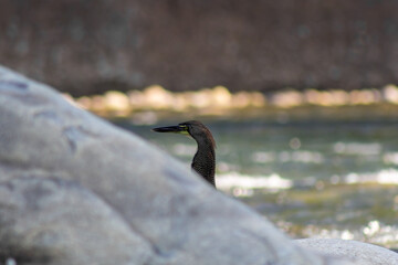 Black heron on the rocks by the river in the spring in Venezuela