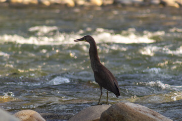 Black heron on the rocks by the river in the spring in Venezuela