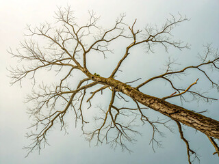 Fototapeta premium branches. tree, branch, nature, sky, winter, branches, spring, white, silhouette, plant, forest, blue, snow, bird, dead, dry, season, wood, beautiful, leaf, sun, cold, isolated, natural, black