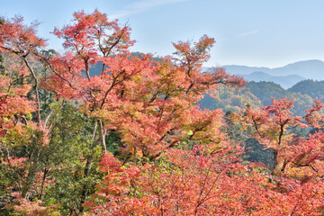 鞍馬寺の紅葉