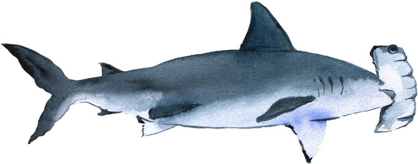 Realistic watercolor illustration of a shark swimming in the ocean, showcasing its sleek form and unique patterns