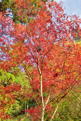 鞍馬寺の紅葉