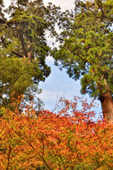 鞍馬寺の紅葉
