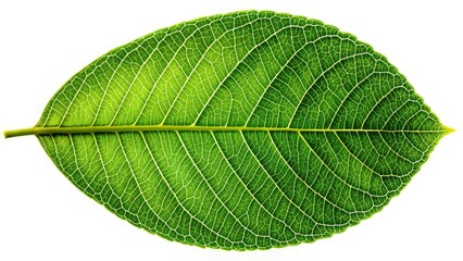 Obraz premium Isolated walnut leaf, rich green tones, visible veins, highlighted against a pure white backdrop.