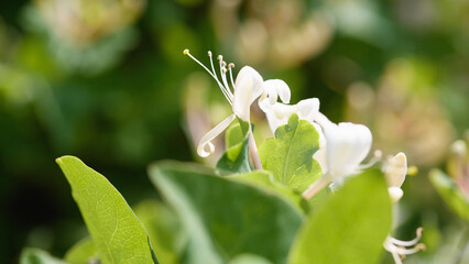 Obraz premium Close-up of white honeysuckle flower in sunlight