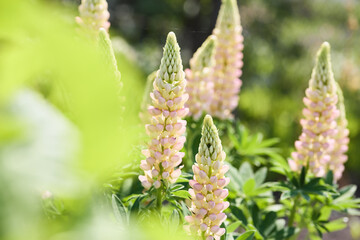 Bright pink lupine flowers in sunlight