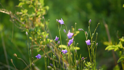 Purple Wildflowers in Lush Green Field