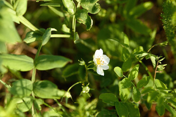 Wild strawberry flower surrounded by greenery